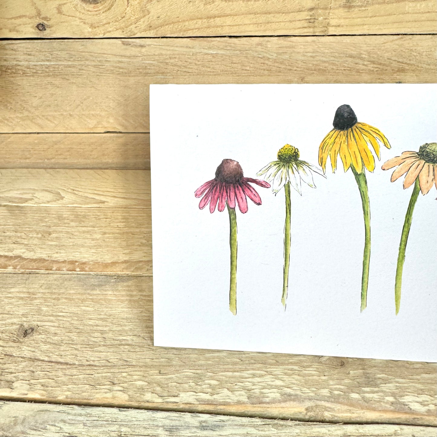 Coneflowers Notelet – Arty Bee Designs